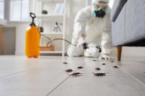Commercial Kitchen Cockroach Control in Kenhorst